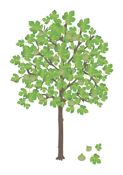 Figo árvore — Vetor de Stock