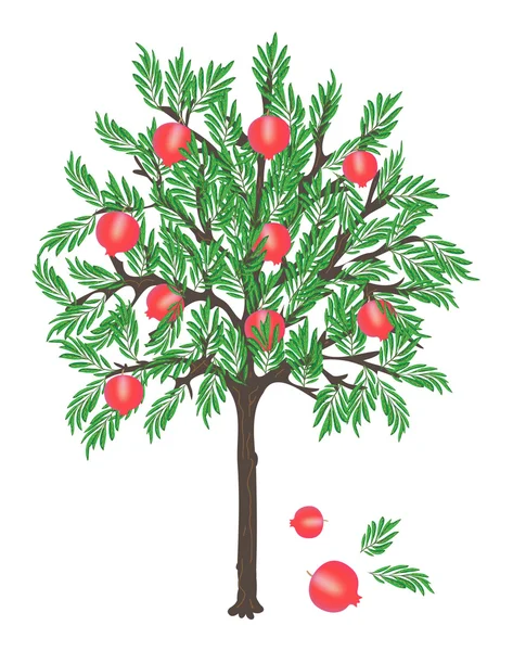 Granátové jablko stromu — Stockový vektor