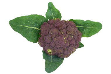 Cauliflower clipart