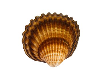 Sea shell clipart