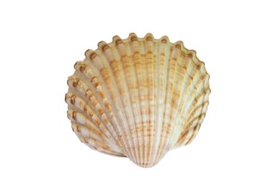 Sea shell clipart