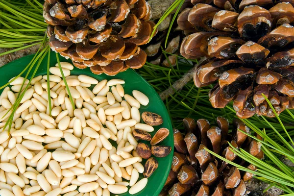 Cedar nuts — Stock Photo, Image