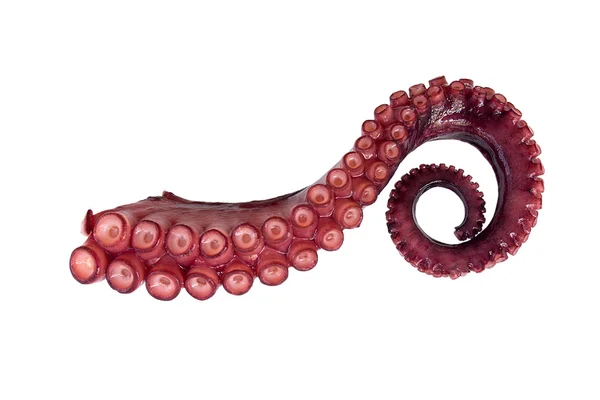 Tentacle of octopus — Stock Photo, Image