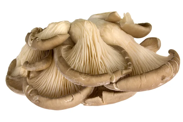 stock image Mushrooms