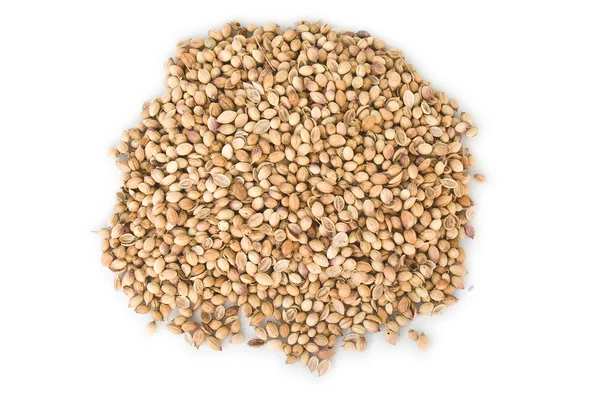 Dried coriander — Stock Photo, Image