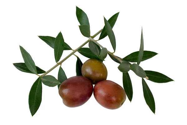 Tre oliver — Stockfoto
