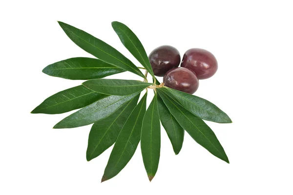 Oliven und Blätter — Stockfoto