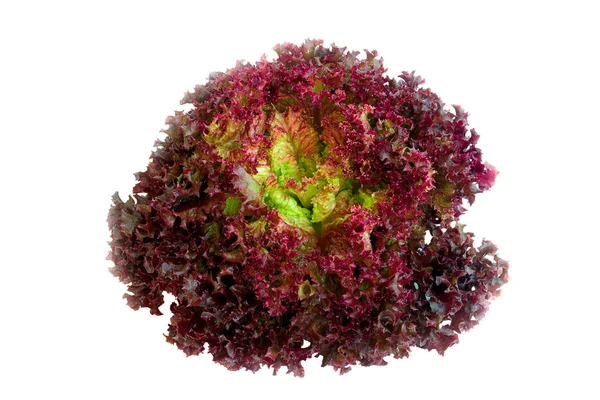 Lila saláta — Stock Fotó