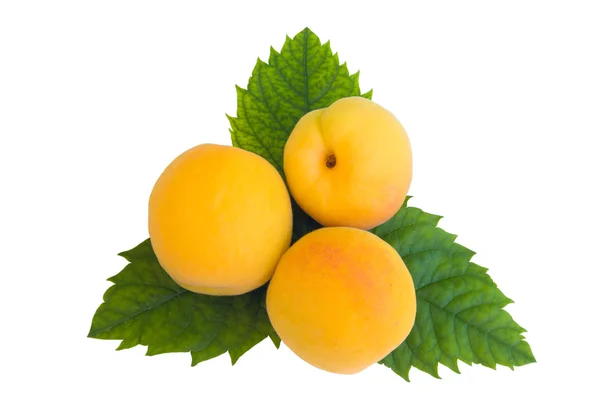 Tre aprikoser — Stockfoto