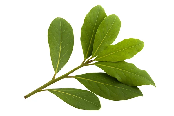 Ramo di foglie di alloro — Foto Stock