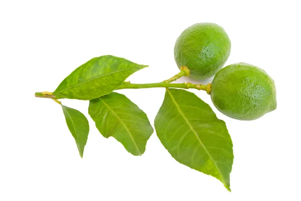 Branch of lime — Stock Photo, Image