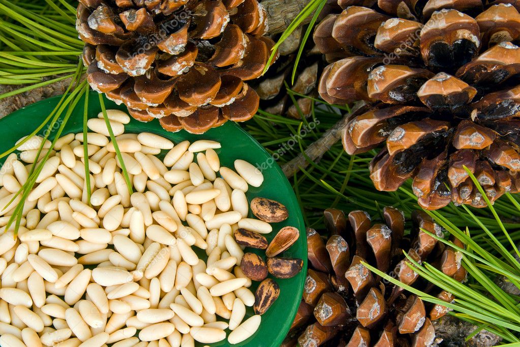 Cedar nuts Stock Photo by ©surabhi25 6584844
