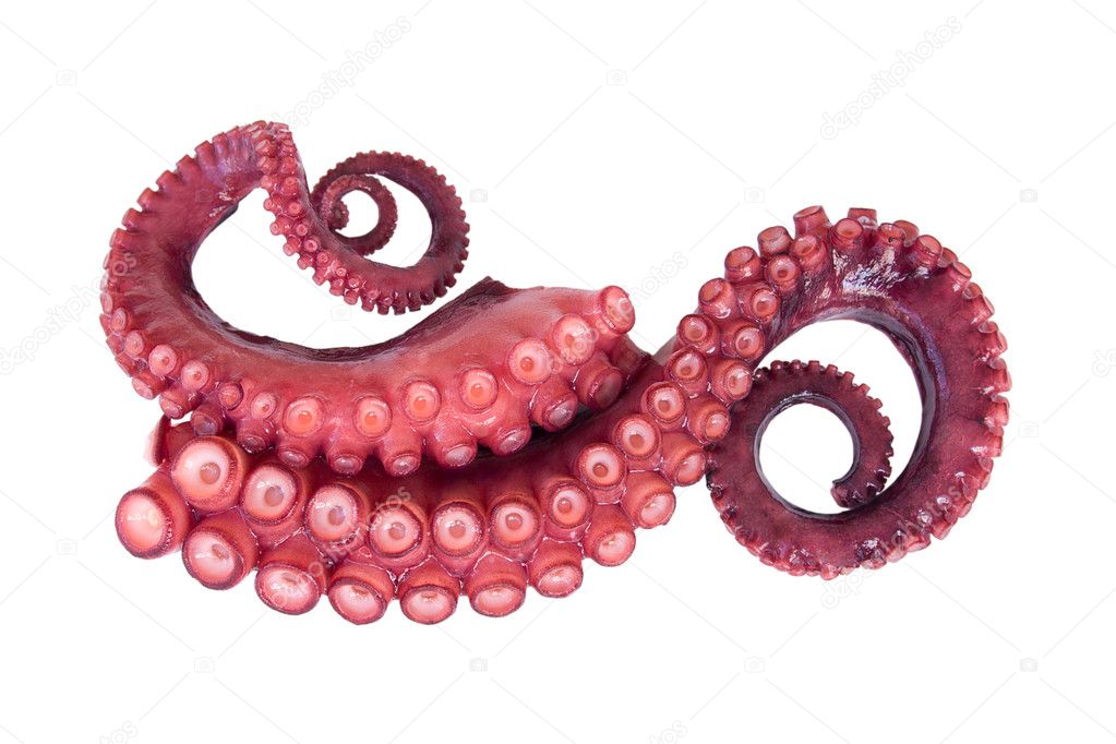 Tentacles of octopus