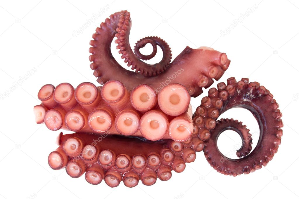 Tentacles of octopus