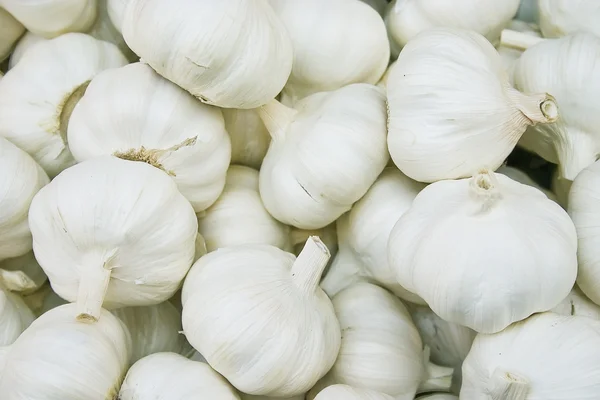 stock image Garlic