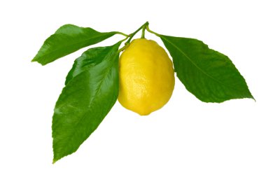 Lemon with leaves clipart