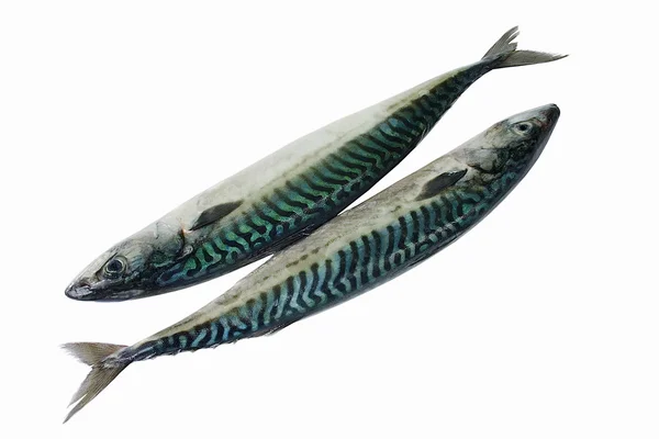 Ryby morski — Zdjęcie stockowe