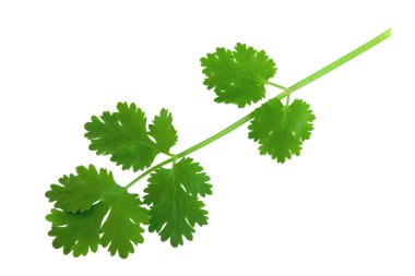 Cilantro, coriander clipart