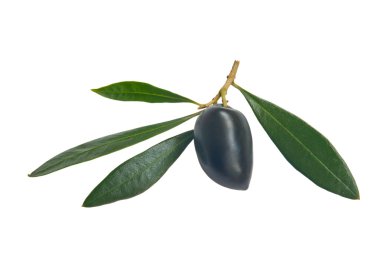 Siyah Zeytin