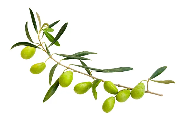 绿橄榄枝条 — 图库照片