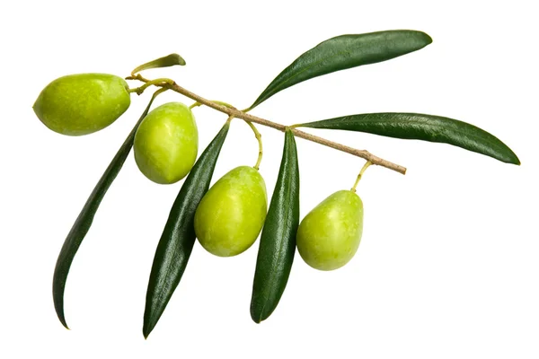 Branch of green olives — Stock Photo, Image