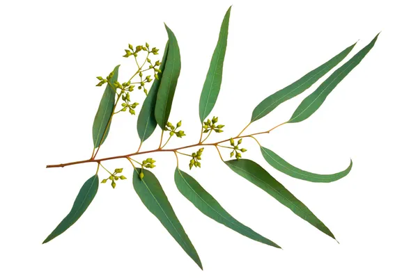 Eukaliptus — Zdjęcie stockowe