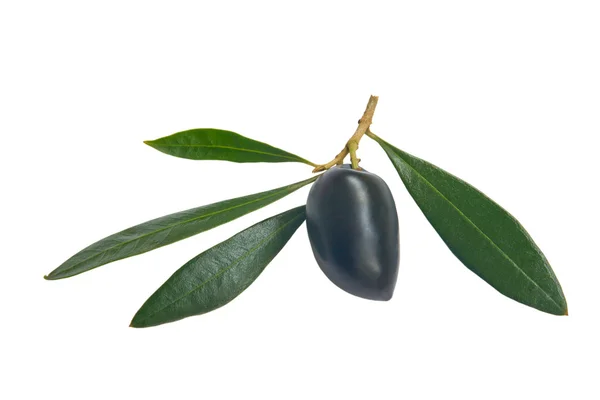 Negro olivo — Foto de Stock