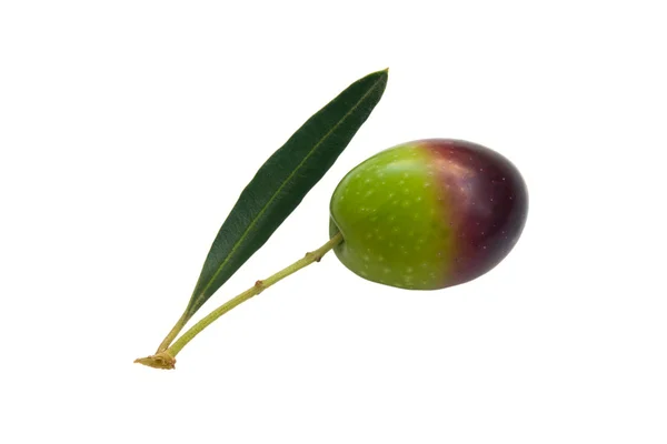 Z oliwek i liść — Zdjęcie stockowe