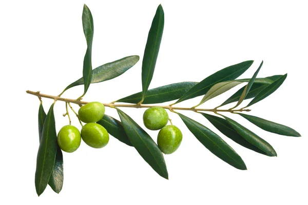 Branch of green olives — Stock Photo, Image