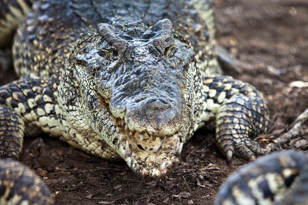Crocodile, alligator sur un boeuf — Photo