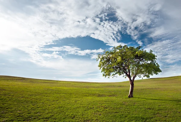 Tree against the blue sky — Stock Photo, Image