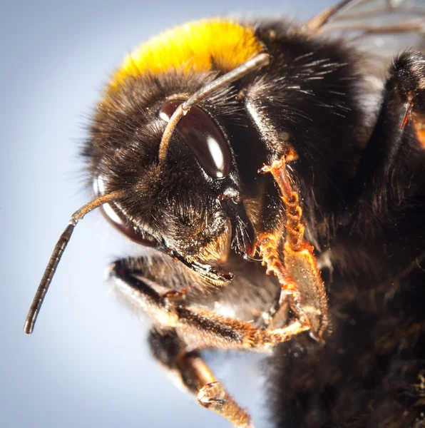 Bumblebee close up — Stock Photo, Image