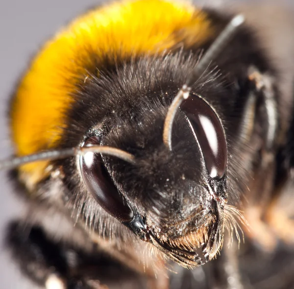 Bumblebee de perto — Fotografia de Stock