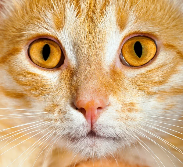 Macska közelről — Stock Fotó