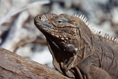 Iguana