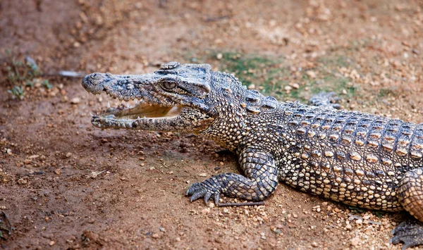 Jonge krokodil alligator op een ox — Stockfoto