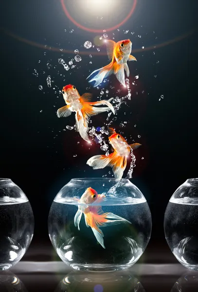 Goldfishs ジャンプ — ストック写真
