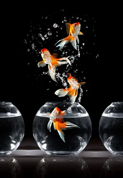 Goldfishs skoky — Stock fotografie