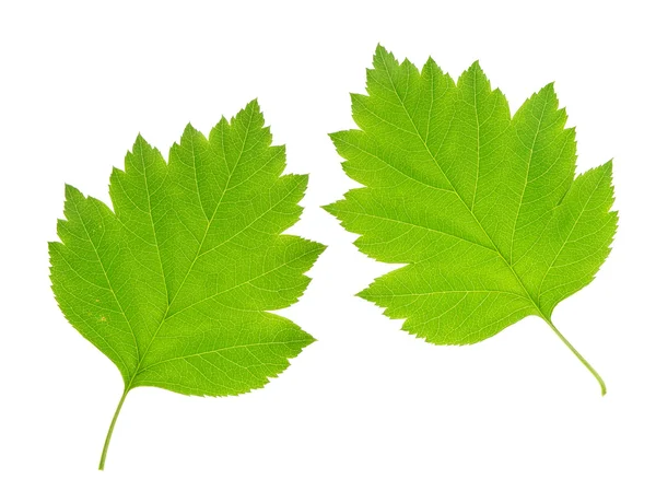 Odizolowany zielony liść — Zdjęcie stockowe