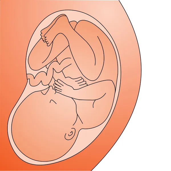 Fetus in belly full grown — Stock Vector