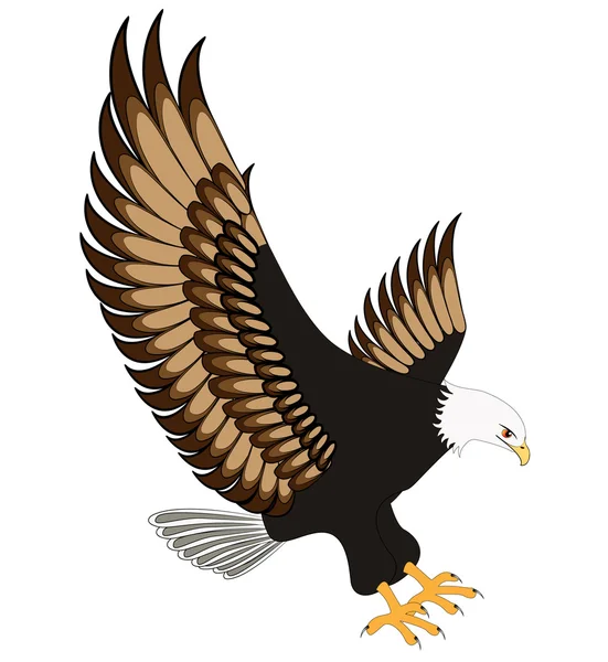 Aquila volante isolata su sfondo bianco — Vettoriale Stock