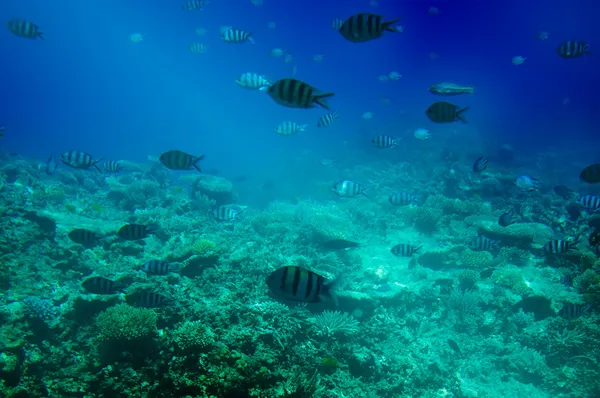 Εκπληκτικό υποθαλάσσιων κόσμου του Ερυθρά θάλασσα. — Φωτογραφία Αρχείου