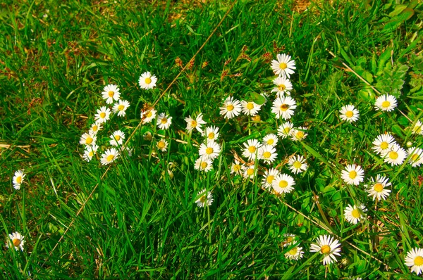 Flores de primavera esplêndidas em uma grama . — Fotografia de Stock