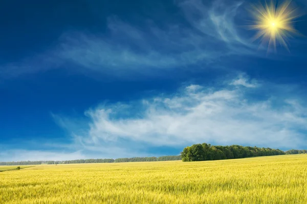 Olgun buğday ve güzel mavi gökyüzü. — Stok fotoğraf