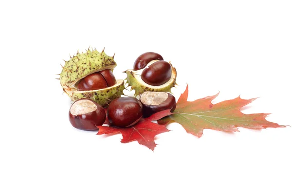Autumn chestnuts and leaves on a white. — Stock Photo, Image