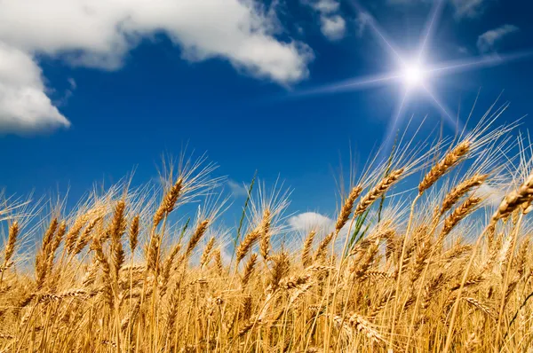 Літнє поле з повноцінним вирощеним золотим зерном . Стокове Зображення