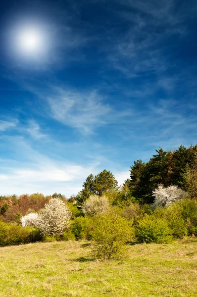 Schöne Sonne über dem Frühlingswald im Frühling. — Stockfoto