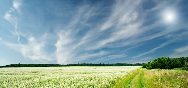 The wonderful field of buckwheat before the rain. — Stock Photo, Image