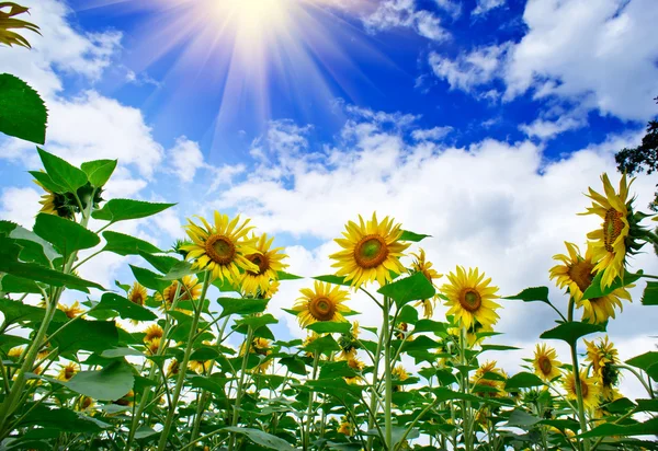 Plantacji słoneczników i słońce niebieski niebo. — Zdjęcie stockowe