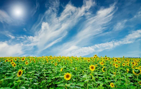 Sonnenblumenfeld im Sommer. — Stockfoto